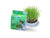 Van Ness Plastics Pureness Oat Garden Kit 4 oz