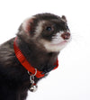 Marshall Pet Products Ferret Bell Collar Red 3-8 in