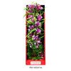 Aquatop Vibrant Garden Plant Violet; 1ea-16 in